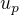 $u_{p}$